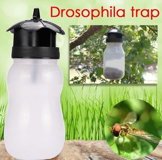 outdoor fruit fly trap