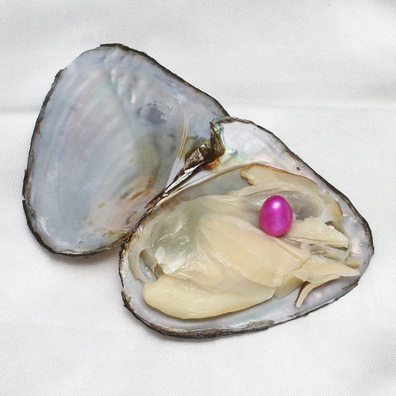 2021 Pearls Oyster Party Harvest Your Own Pearl From A Real Freshwater