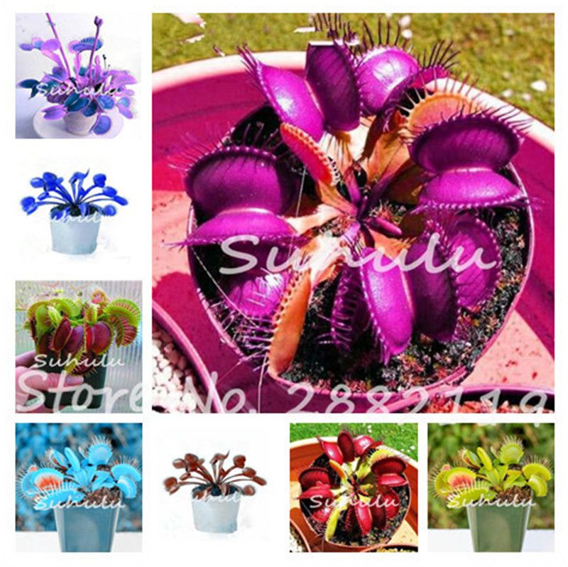 2020 Blue Exotic Insectivorous Plant Seed Succulents Dionaea Muscipula Bonsai Seed Venus Fly Trap Carnivorous Plants Easy Grow From Ymhzdy 0 29 Dhgate Com