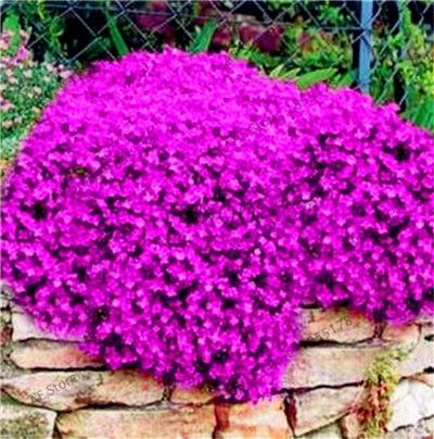 Elitely 30 Pcs Thym Rampant Ou Multi-Couleur Rock Cress Vivace Fleur Couvre-sol Fleur Jardin Dcoration Graines 7 
