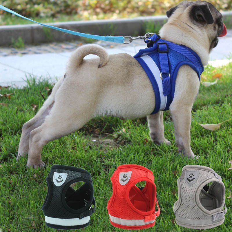 pug belt