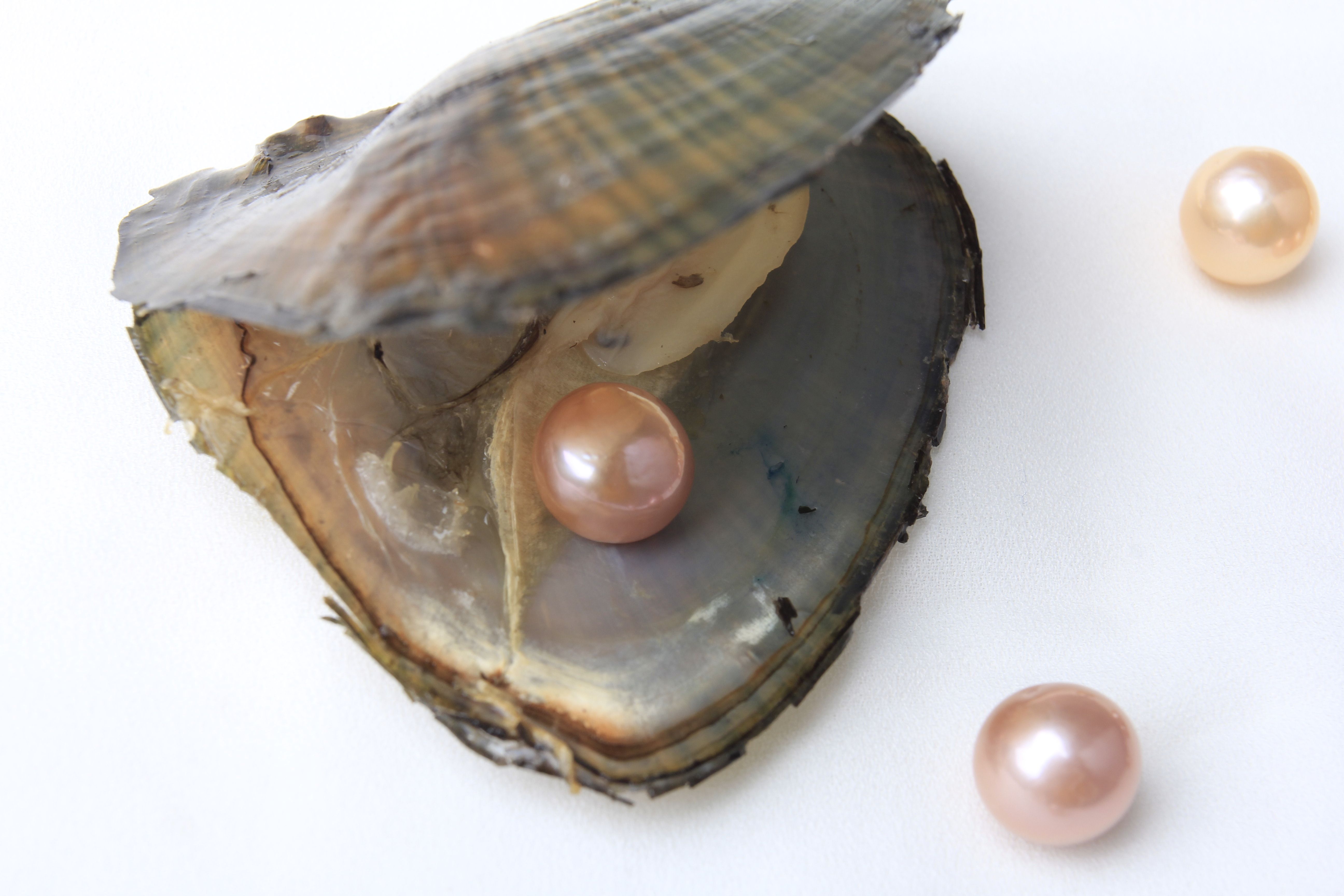 2020 Freshwater Oysters Mussel With 10 12mm Single 1 Grain Edison Pearl