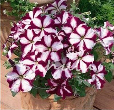 bag Petunia semi appeso decorativi semi Bonsai pianta annuale Table Top Paesaggio per Ideal Outdoor giardinaggio regalo Rosa Petunia Semi 100pcs
