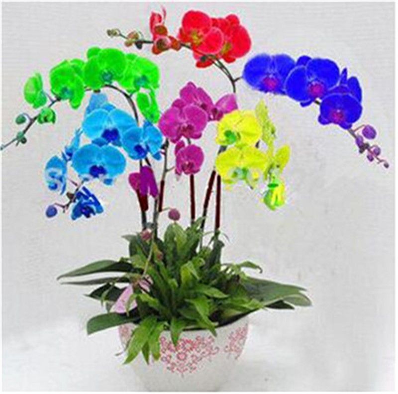 w70anFUyjn 20Pcs Butterfly Orchid Seeds Perennial Ornamental Bonsai Flower Seeds Natural Home Garden Yard Decoration Multiple Colors Available Blue Butterfly Orchid Seeds 