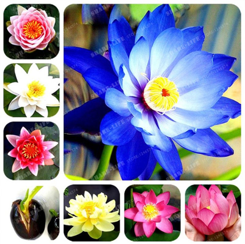 21 Mixed Lotus Flower Lotus Seeds Aquatic Plants Bowl Lotus Water Lily Flower Perennial Indoor Plant For Home Garde From Ymhzdy 1 15 Dhgate Com