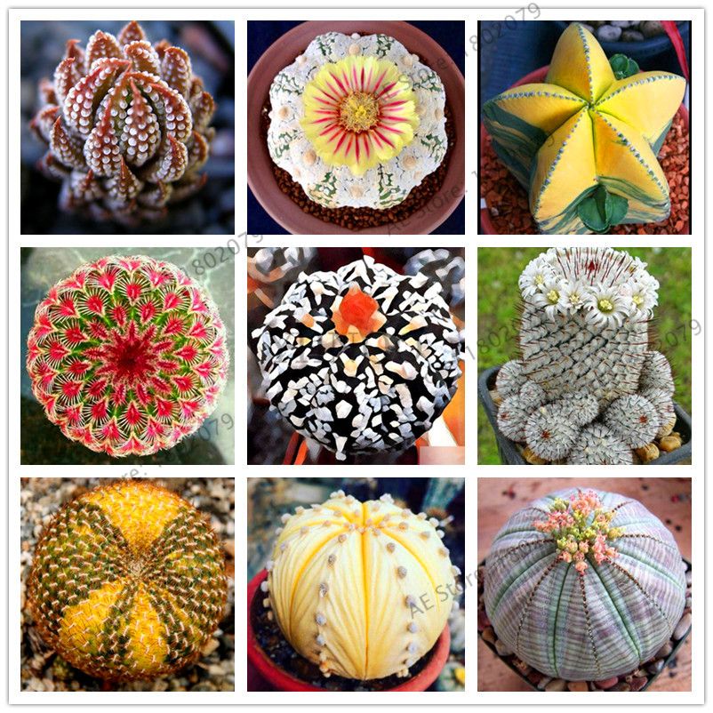 Rare Mix Lithops Succulent Cactus Organic Plants Bonsai 2019 New N 200 PCS Seeds 