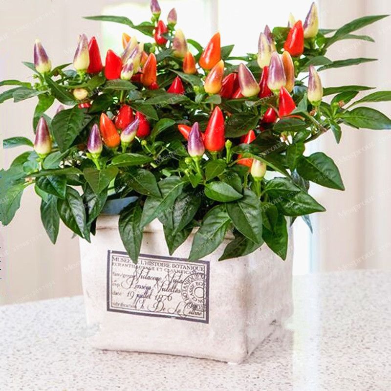 100pcs Chili peppers Multi color Pepper Edible Ornamental Mini Garden Home Plant 100pcs Chili peppers Multi color Pepper Edible Ornamental Mini Garden Home Plant