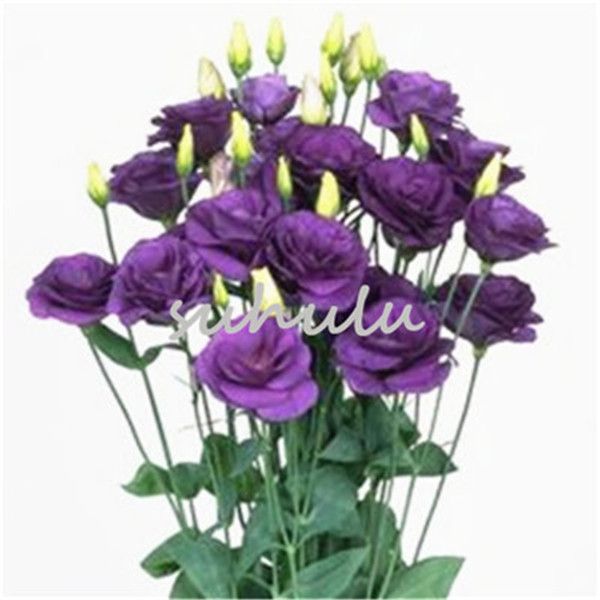 2021 Hot Sale Lisianthus Seed Rare Eustoma Seeds Perennial