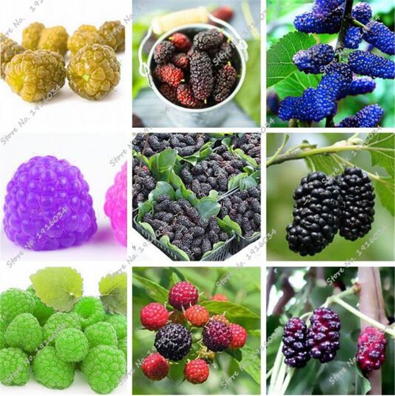 Non-GMO the best seeds free shipping Blackberry Seeds
