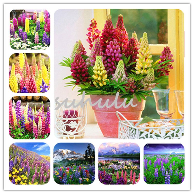 100 PCS Seeds Lupine Colorful Rainbow Ornamental Home Garden Perennial Flowers N 