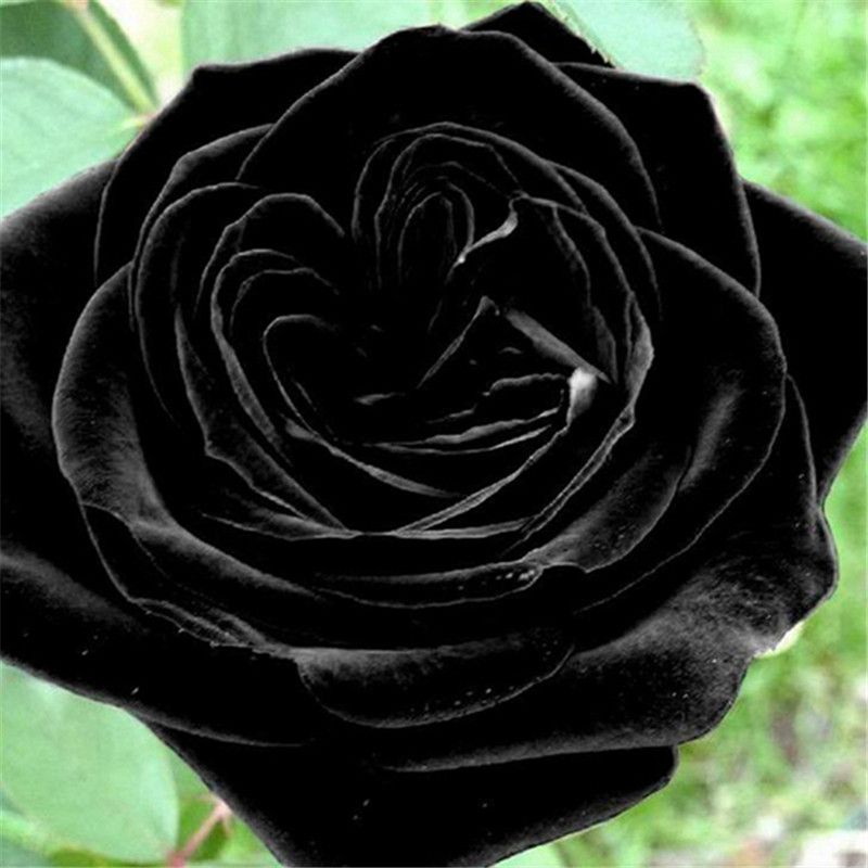 LC-Tools 100Pcs Rare Chinese Black Rose Flower Seeds Perennials Garden Yard Balcony Decor 100pcs Black Rose Seeds# 