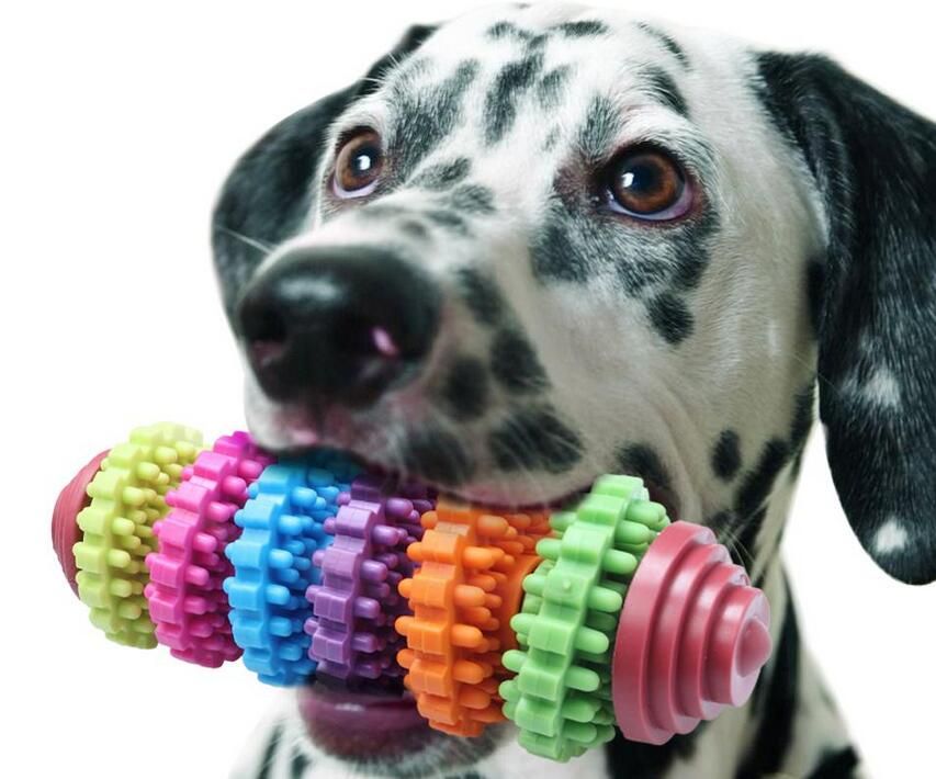 dog dental toy
