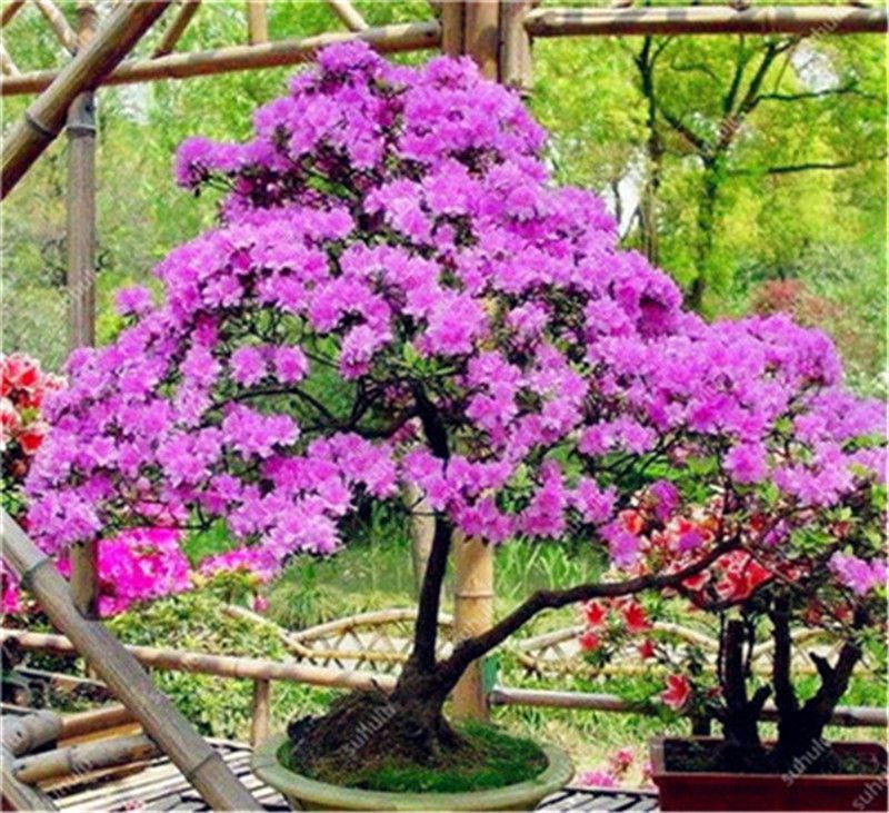 Posts about Illawarra Flame Tree on mtlawleyshire Flame tree, Flowering trees, U