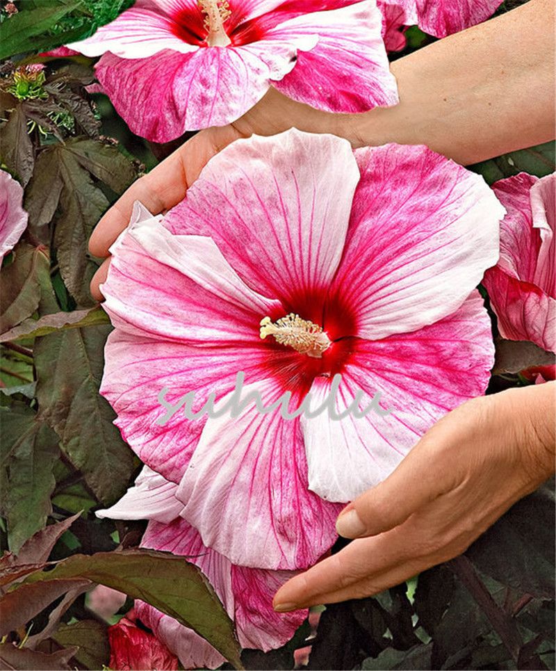100Pcs Hibiscus Seeds Flowers 10 Kinds Lovely Bonsai Wonderful Tender Perennial 