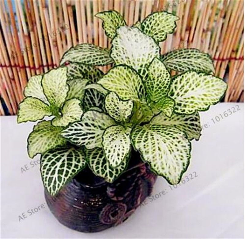 Satin Al 100 Adet Torba Fittonia Verschaffeltii Tohumlari Kolay Dikim Balkon Eglenceli Kapali Saksi Cicekleri Tohumlari Diy Ev Bahce C Tl8 28 Dhgate Comda