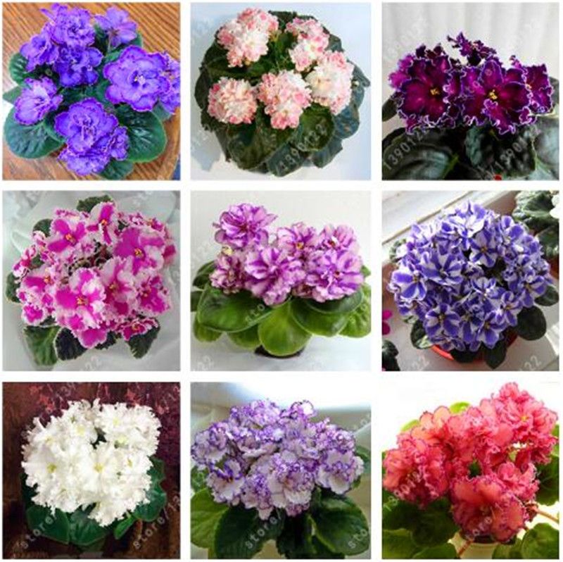 100 PCS / BOLSA Semillas violetas africanas reales, Semillas de flores de  Bonsai para el hogar Jardín
