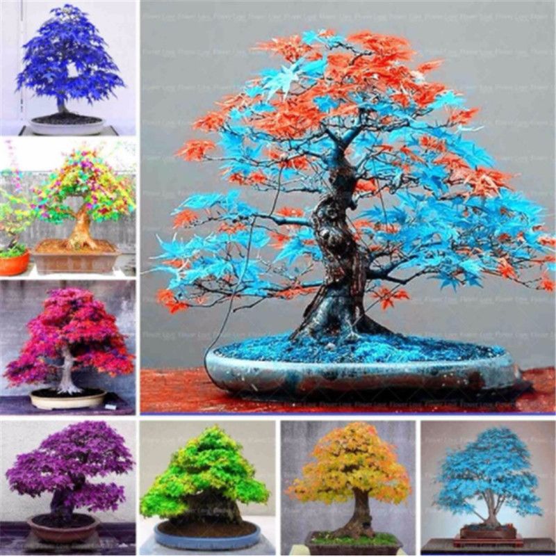 100 PCS Seeds Red Maple Plant Tree Bonsai Rare Free Shipping 2019 Easy To Grow N