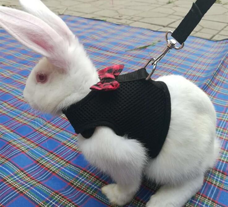 rabbit vest harness