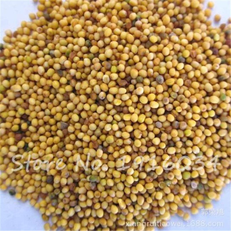 Семена Хрена Купить В Спб