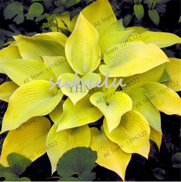 Acheter Sac Hosta Plantes Graines Plantain Vivace Lis Fleur Couverture Couvre Sol Graines De Fleurs Précieux Hosta Graines Maison Jardin Plante De