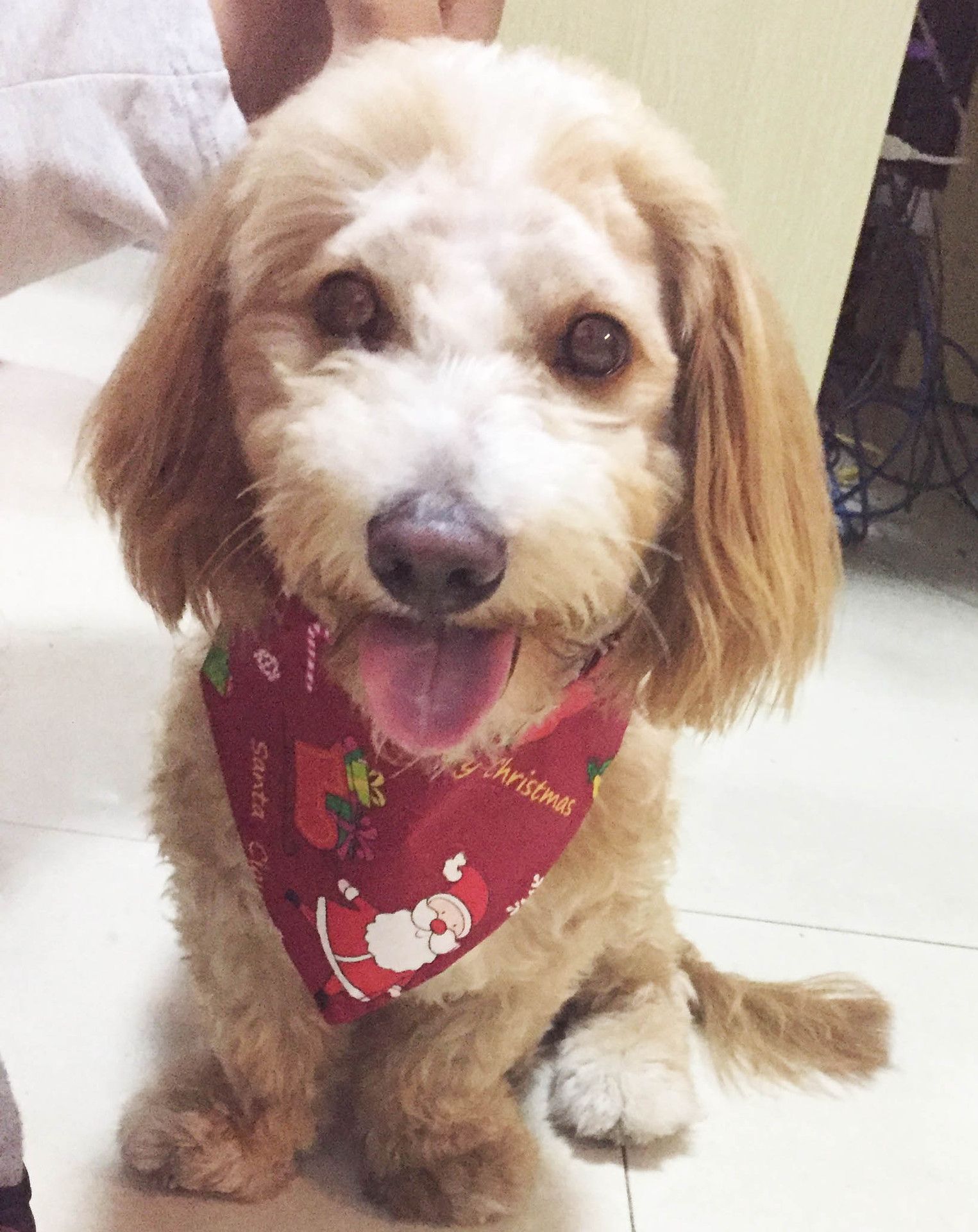 dog neckerchief christmas