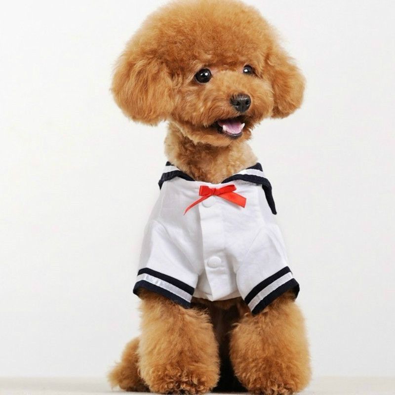 dog sailor outfit