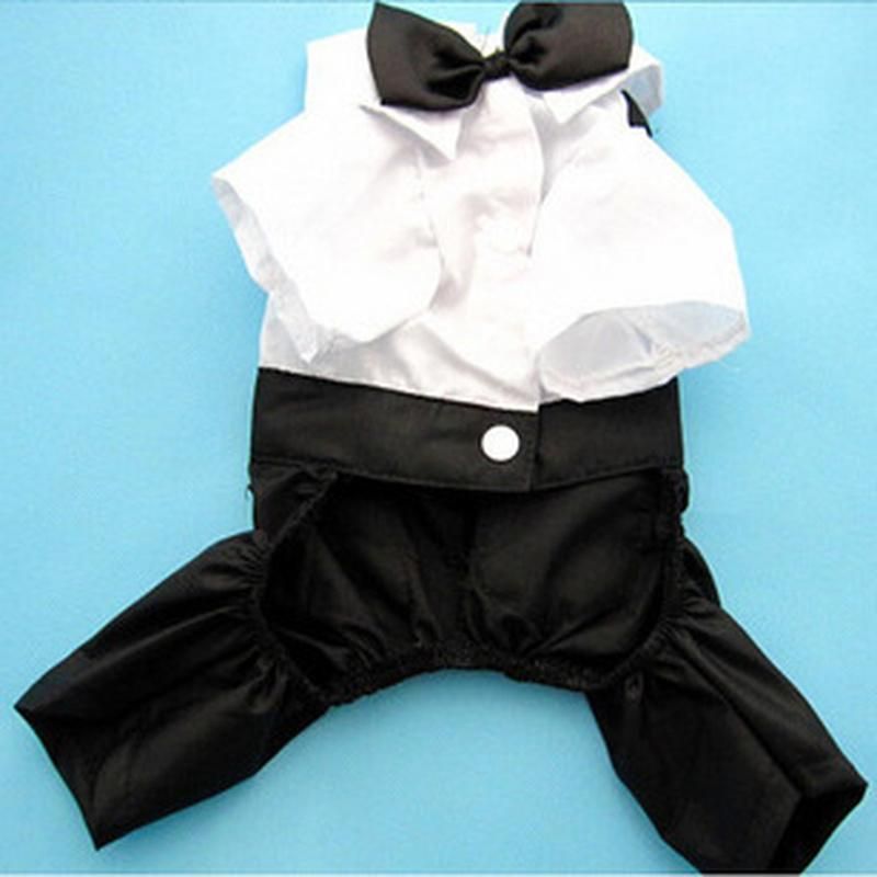 boy dog clothes cheap