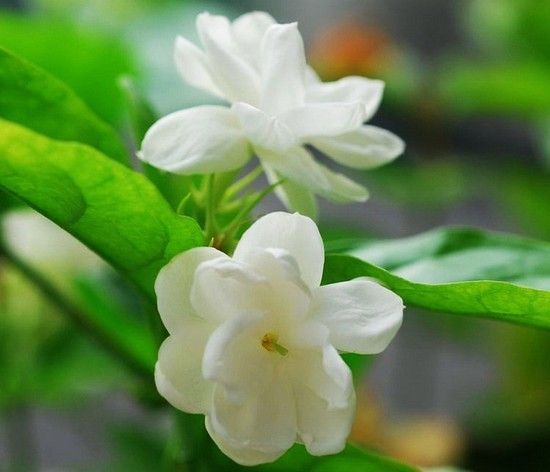Acheter Sac Blanc Graines De Jasmin Graines De Fleurs De Jasmin Plante Parfumée Arabe Graines De Jasmin Bonsai Plantes En Pot Pour La Maison Jardin
