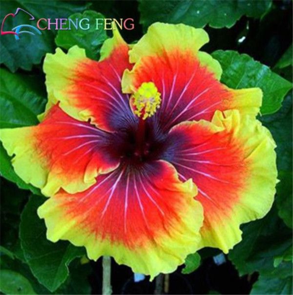 100 seeds/Bag Giant Hepatica Nolilis Bonsai Hardy Mix Color DIY Home Garden 100 seeds/Bag Giant Hepatica Nolilis Bonsai Hardy Mix Color DIY Home Garden