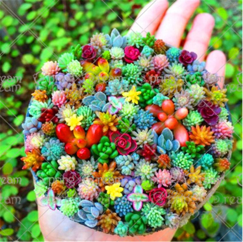 Rare Mix Lithops flowers succiulent. 200 pcs/pack 