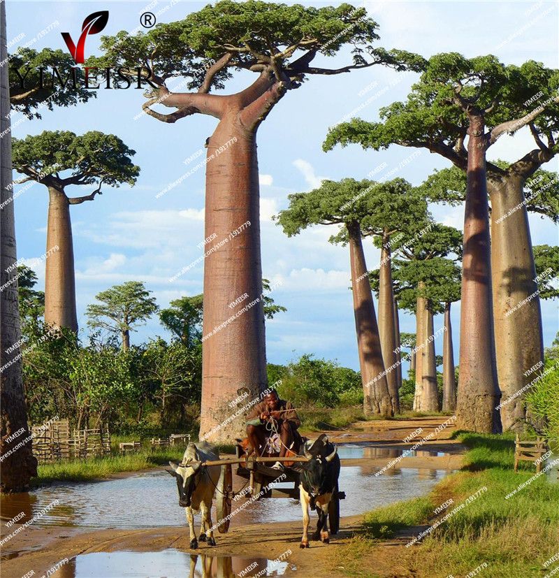 5pcs Adansonia Digitata Baobab Tree Seeds Rare Perennial Plants Tropical
