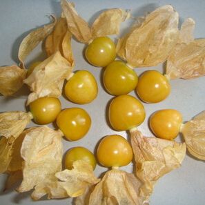 21 Easily Identifiable Physalis Alkekengi Seeds Chinese Lantern Fruit Seeds Herbaceous Perennial Plant Winter Cherry Seeds 100 Particles Bag From Clyk019 1 47 Dhgate Com