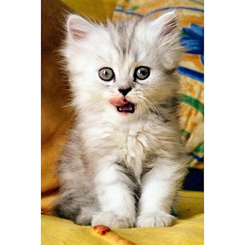 Download Compre Novo Gato Pintura Diamante Diy Diamante Mosaico Bordado For Free Get Wallpaper Compre Novo Gato Pintura Diamante Diy Diamante Mosaico Bordado HD