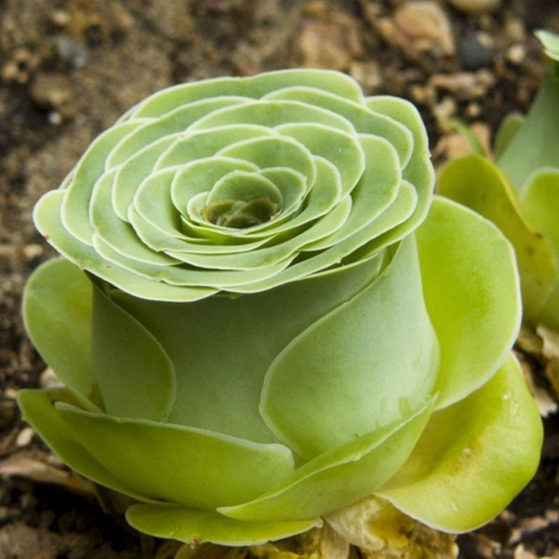 Acquista Nuovo Arriva Rare Piante Grasse Semi Greenovia Aurea Semi Di Tenerife Molto Speciali Carnoso Greenovia Semi Diplocycla A 7 68 Dal Yijiaseeds Dhgate Com