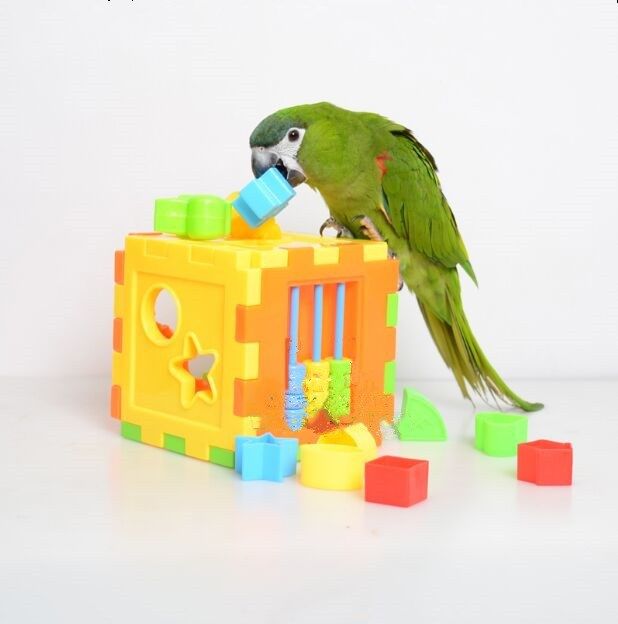 parrot toys online