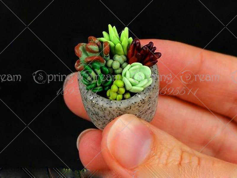 sac Rare Mini Cactus Graines Jardin Des Plantes Succulentes Paysage Graines Pyouhe 100pcs 