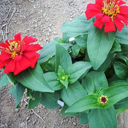 Classic Zinnia Elegans Flower Seeds, Beautiful garden decorations bola de fuego flor 100 partículas / bolsa Classic Zinnia Elegans Flower Seeds, Beautiful garden decorations bola de fuego flor 100 partículas / bolsa