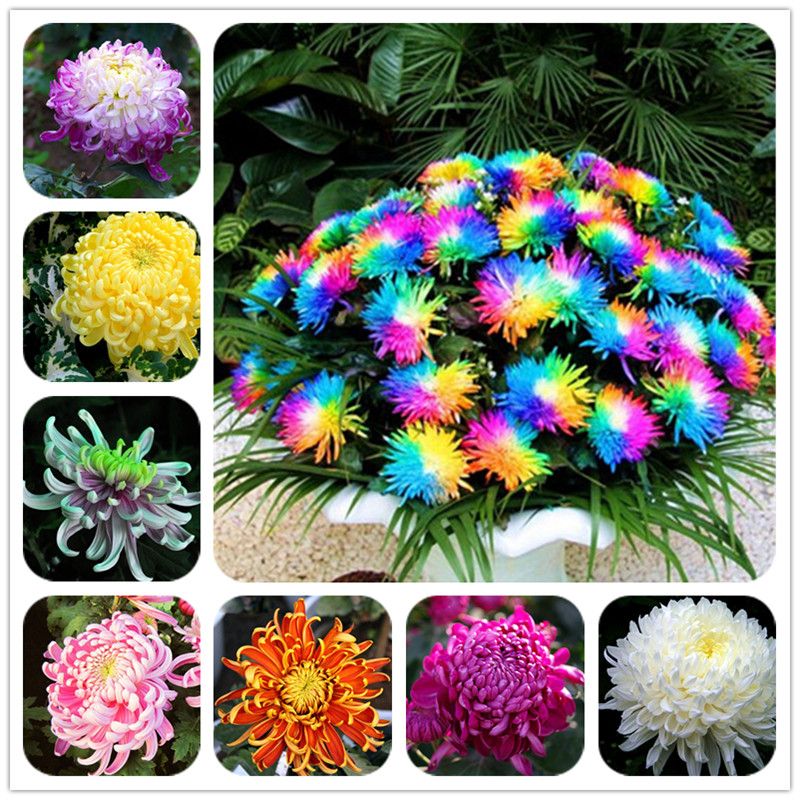 Rainbow Rare Chrysanthemum Flower Seeds Bonsai Planting Home Garden Flowers-2g 
