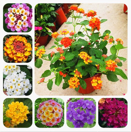 100 Unids Lantana Camara Semillas Raras Perennes Hermosa Hermosa Flor  Bonsai Planta Para Home Garden Plant