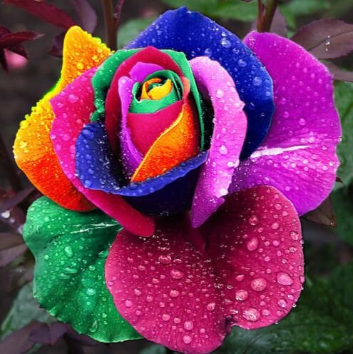Grosshandel 100 Stucke Seltene Schwarze Rose Blumensamen