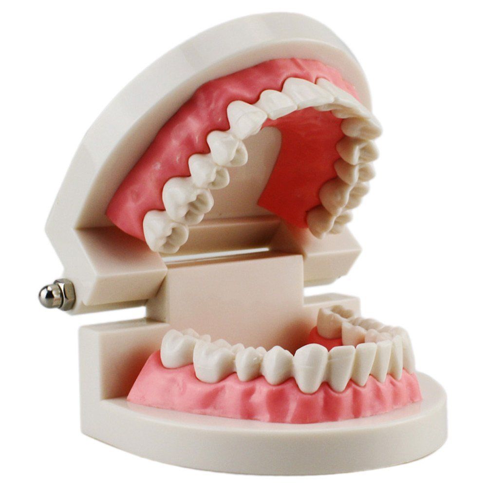 Модель полости рта. Модель зубов. Подарки детям в стоматологии.