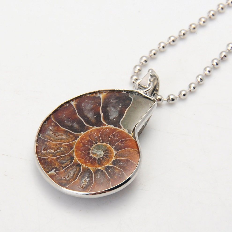 Ammonite