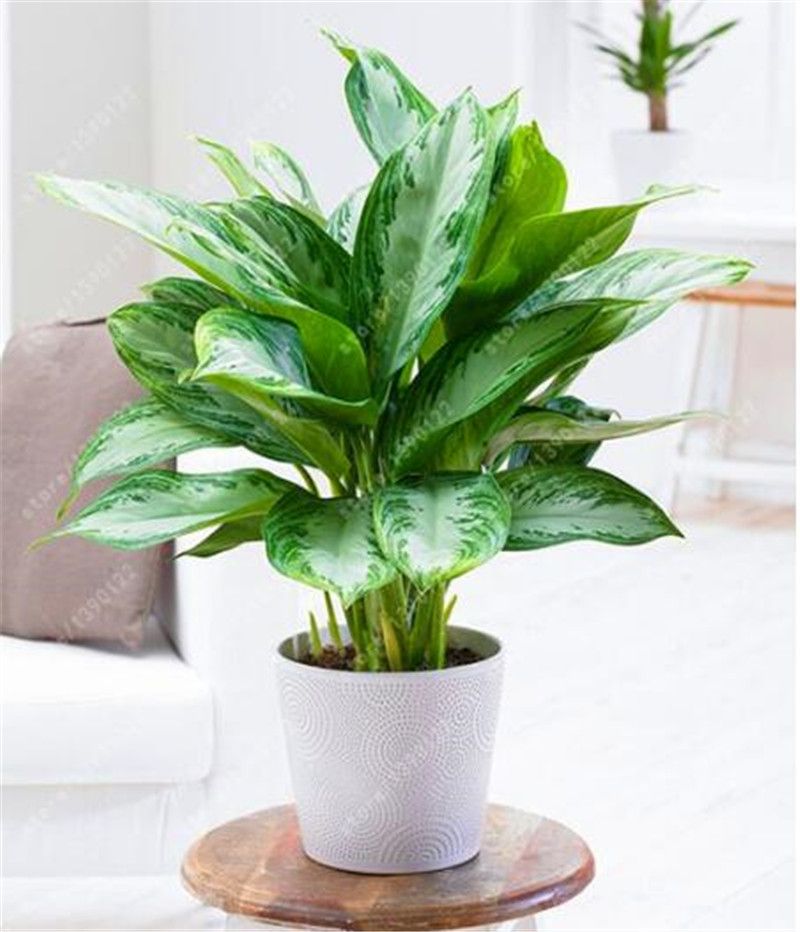 Perennial 50 Pcs/Bag Aglaonema 'Pink Dud' Beautiful Mosaic Plants Evergreen Tree Perennial 50 Pcs/Bag Aglaonema 'Pink Dud' Beautiful Mosaic Plants Evergreen Tree