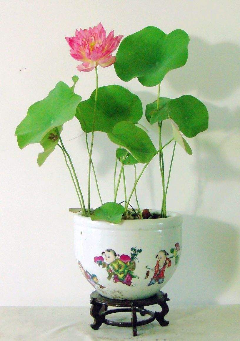 10 stücke Schüssel Lotus Samen Seerose Bonsai Lotus Seeds Gardern Balkon Decor