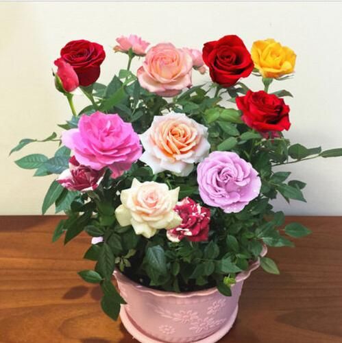 Renkli Dahlia Tohumlari Bonsai Agaci Bitkiler Asteraceae Yillik Cicekler Dahlia Pinnata Tohumlari Ev Bahce Icin Degil