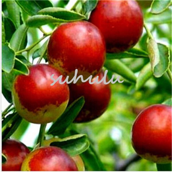 Organic Ziziphus Jujube Bonsai Sweet Healthy Red Plant 10 Pcs Seeds Fruit Garden