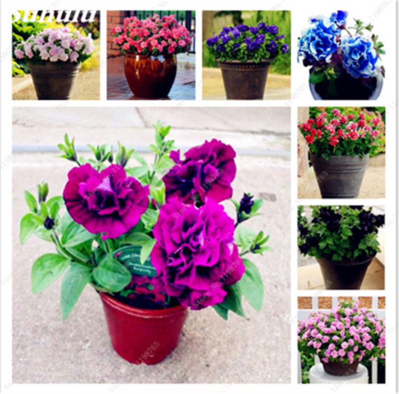 Download 2020 Petunia Hybrida Flower Seed Balcony Potted Trailing Petunia For Android Wallpaper 2020 Petunia Hybrida Flower Seed Balcony Potted Trailing Petunia For Android Free