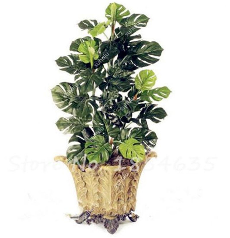 Pack Perennial Philodendron Seeds 100Pcs 