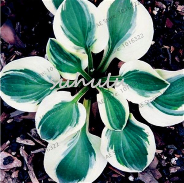 100pcs graines Hosta PLANTAIN LILY dentelle blanche Bonsai plante fleur maison jardin 
