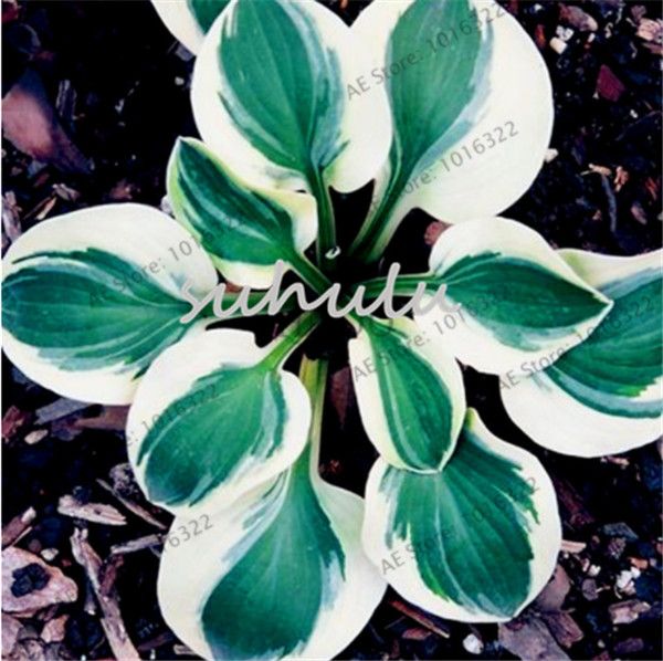 Acheter Sac Hosta Plantes Graines Plantain Vivace Lis Fleur Couverture Couvre Sol Graines De Fleurs Précieux Hosta Graines Maison Jardin Plante De